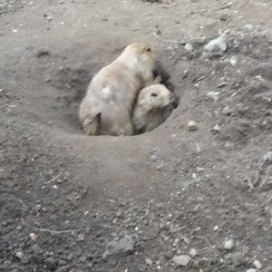 Meet your Posher, Gemma